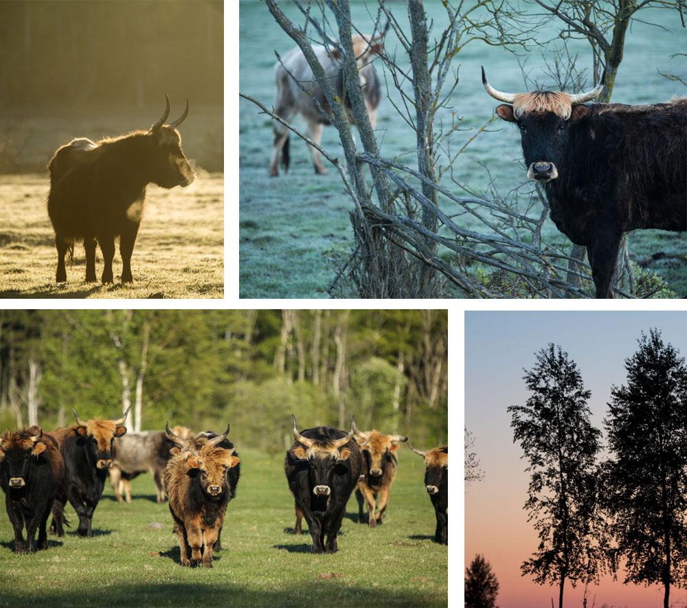  (Pape) مسابقه دروازه پارک طبیعت پاپ 