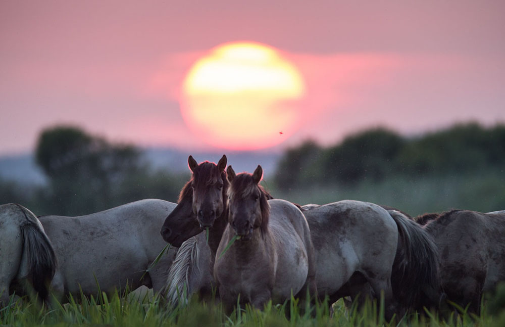  (Pape) مسابقه دروازه پارک طبیعت پاپ 