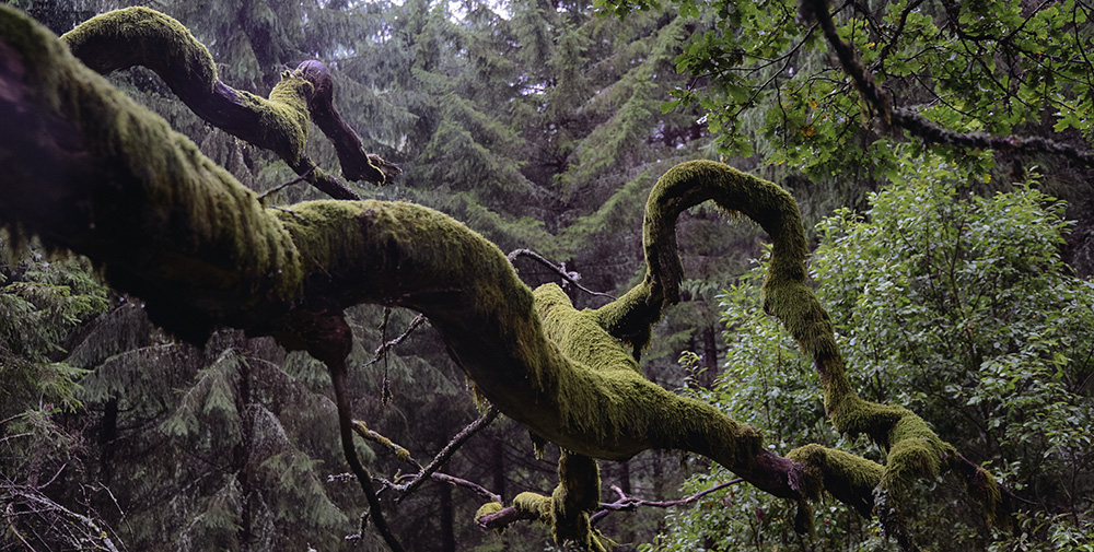 مسابقه کابین های جنگلی مدیتیشن بی صدا